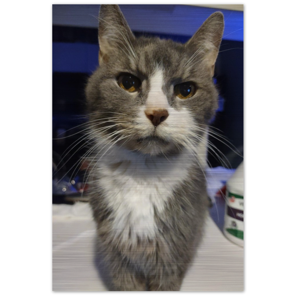 Pet High Def Portrait Brushed Aluminum Print