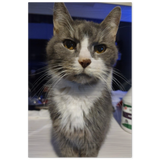 Pet High Def Portrait Brushed Aluminum Print